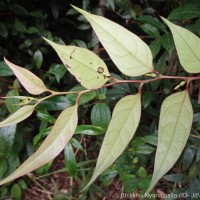 Phyllanthus candolleanus (Wight & Arn.) Chakrab. & N.P.Balakr.